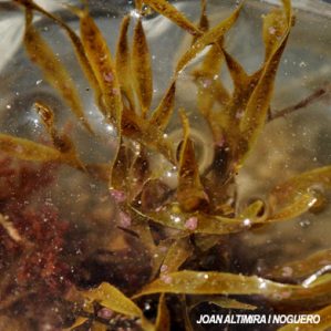 Dictyota dichotoma var. intricata