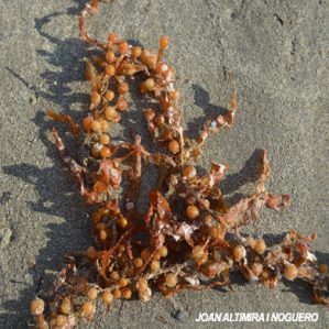 Sargassum fluitans