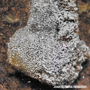 Spongites fruticulosa