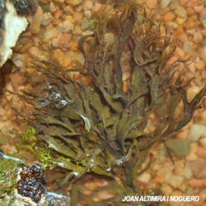 Taonia atomaria
