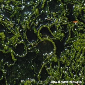 Ulva intestinalis