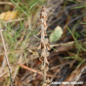 Valantia hispida