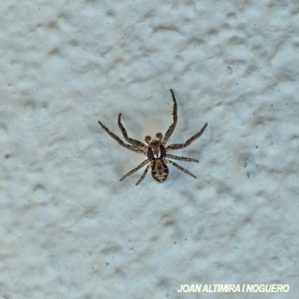 Xysticus cristatus