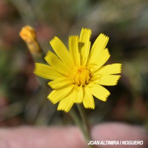 Hieracium elisaeanum subsp. subbellidifolium