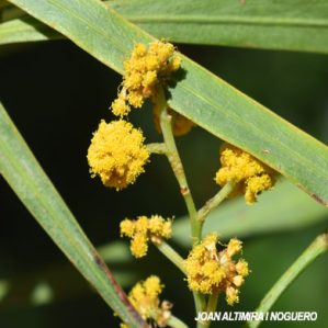 Acacia saligna (Orn)