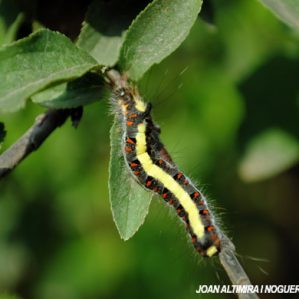 Acronicta psi
