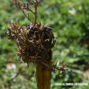 Anomalia 73 (Oenothera glazioviana)