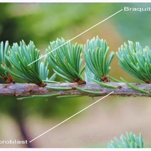 Braquiblast
