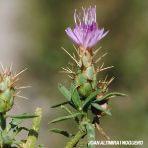 Centaurea calcitrapa subsp. bofilliana
