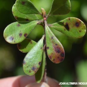 Coccomyces arctostaphyli. (Pat)