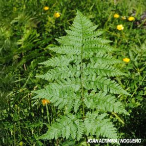 Dryopteris carthusiana subsp. assimilis