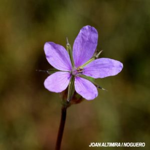 Erodium laciniatum subsp. laciniatum