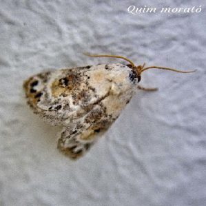Eublemma scitula