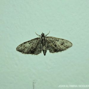 Eupithecia nanata