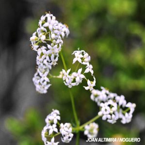 Galium lucidum subsp. lucidum