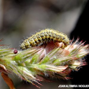 Heterogynis canalensis
