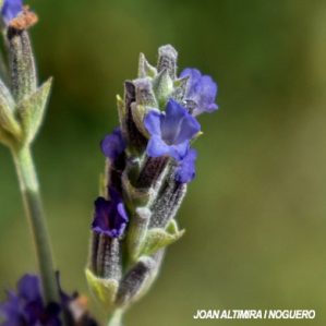 Lavandula officinalis (Cult)