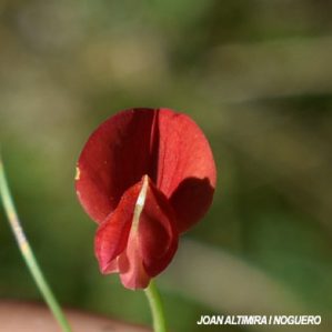 Lotus alpinus (rubra)