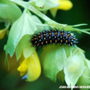 Melitaea celadussa