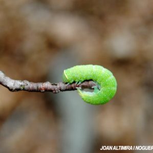 Orthosia Cerasi