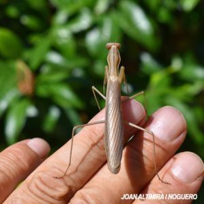 Perlamantis allibertii