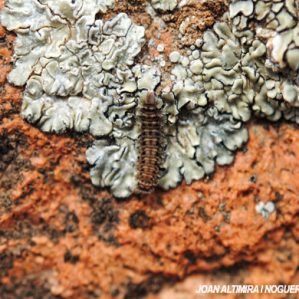 Polyxenus lagurus