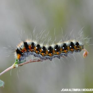 Psilogaster loti