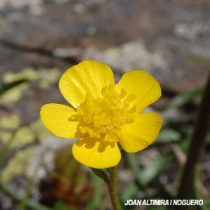 Ranunculus ruscinonensis