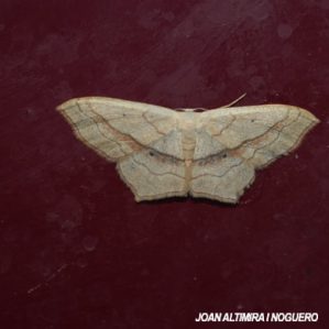 Scopula imitaria