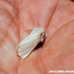 Sphrageidus similis