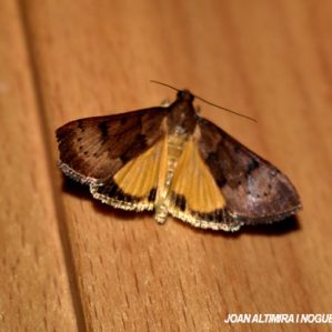 Uresiphita gilvata