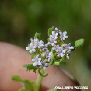 Valerianella discoidea