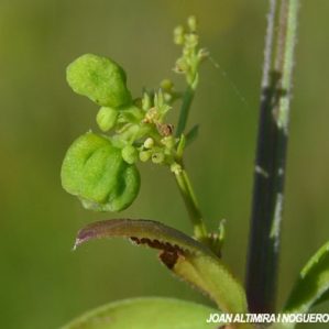 Aceria rubiae