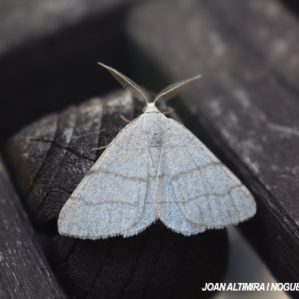 Cabera pusaria