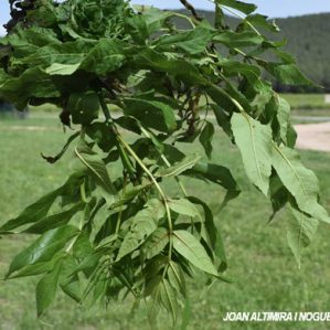 Candidatus phytoplasma fraxini. (Pat)