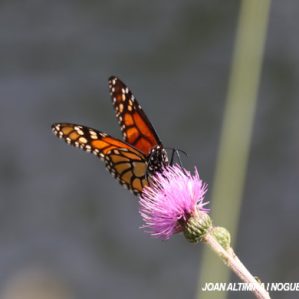 Danaus plexippus