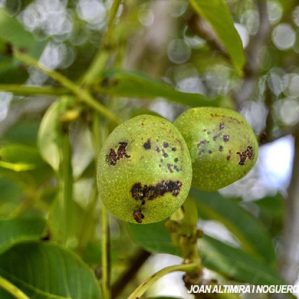Ophiognomonia leptostyla. (Pat)