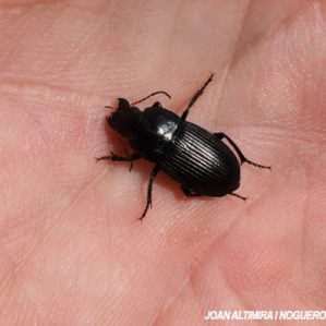 Harpalus tenebrosus