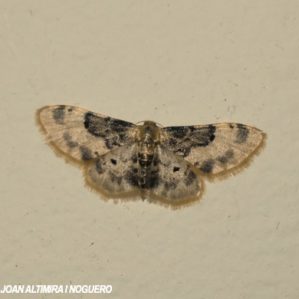 Idaea filicata