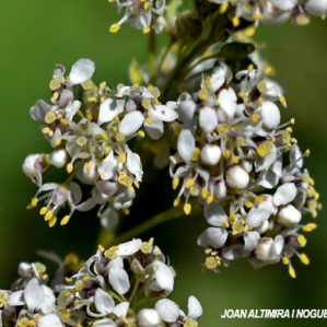 Lepidium latifolium subsp. latifolium