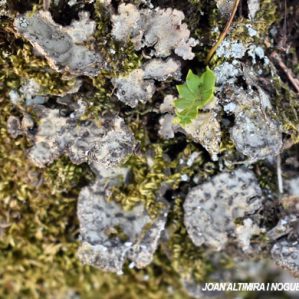 Lobaria scrobiculata