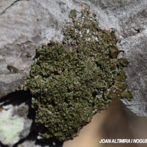 Melanohalea laciniatula
