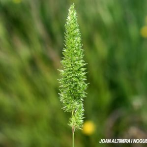 Rostraria cristata