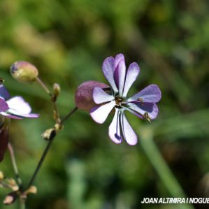 Silene vulgaris subsp. vulgaris var. roseum