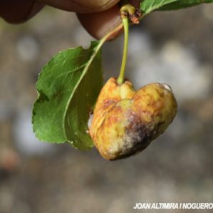 Taphrina pruni. (Pat)