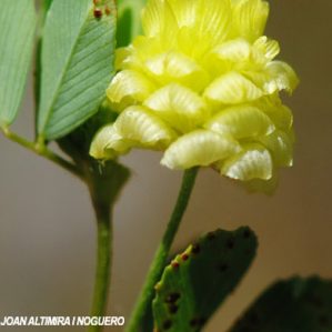 Uromyces trifolii