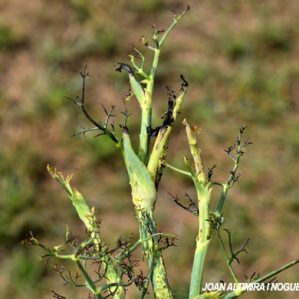 Alternaria petroselini. (Pat)