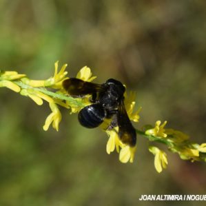 Andrena agilissima