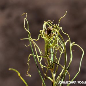 Anomalia 74 (Scorzonera ang.)