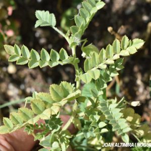Ascochyta rabiei. (Pat)